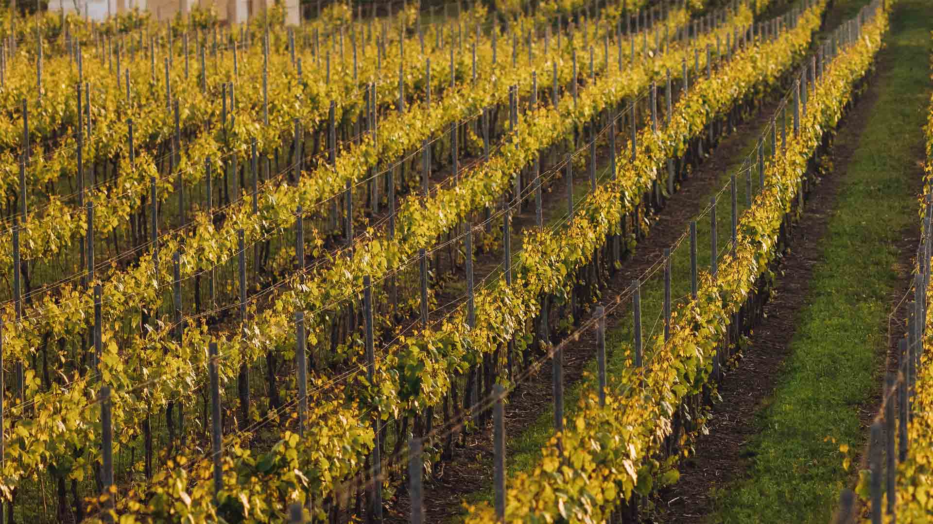 Domaine Montageron
