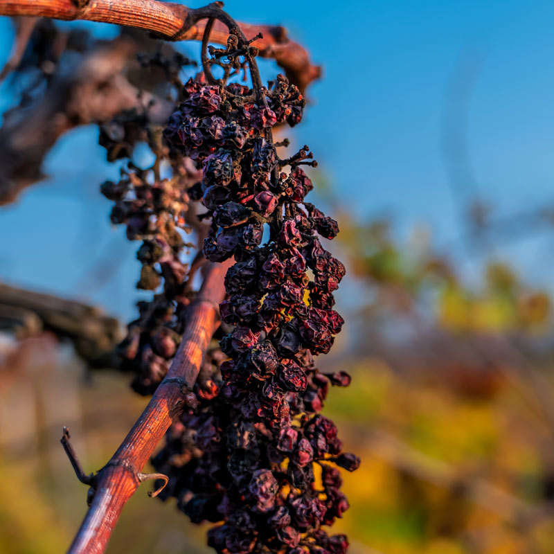 Vins de Camille Loye Image