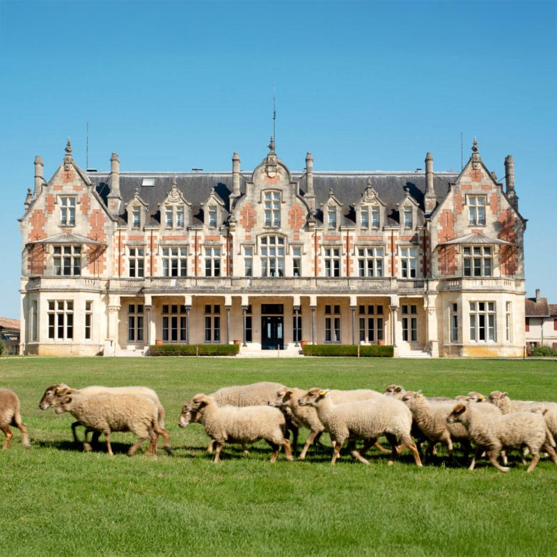 Vins du Château Cantenac Brown Image