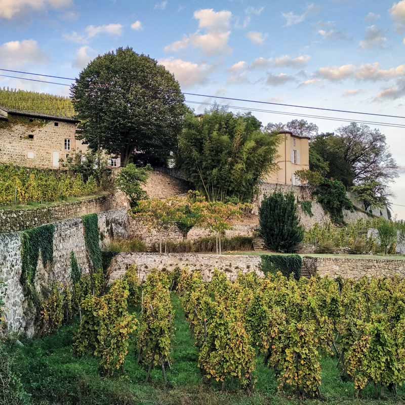 Vins du Château Grillet Image