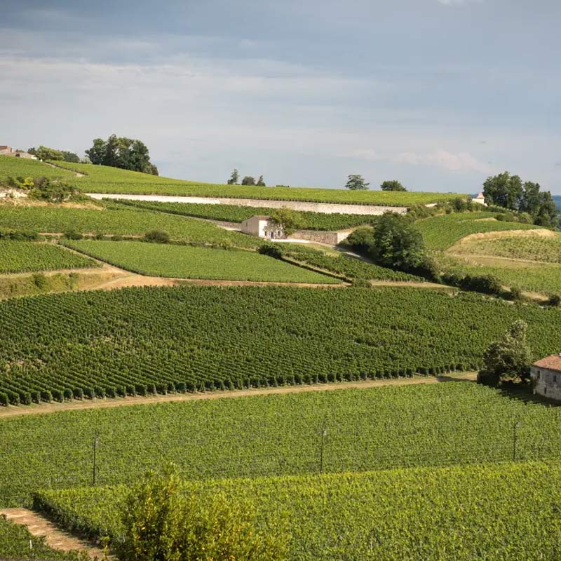 Vins du Château Harmonie Image