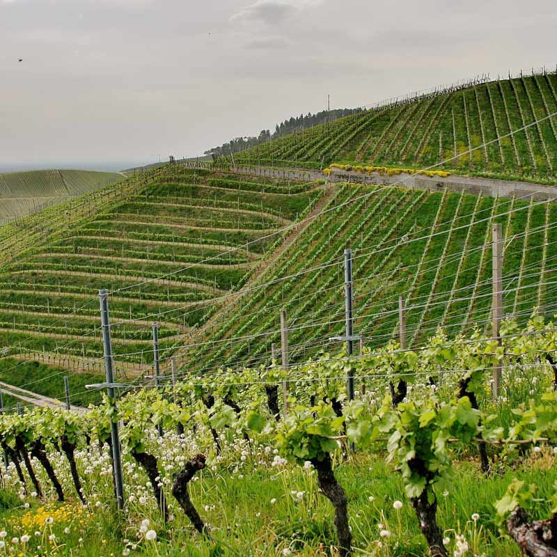 Vins du Château La Cour d'Argent Image