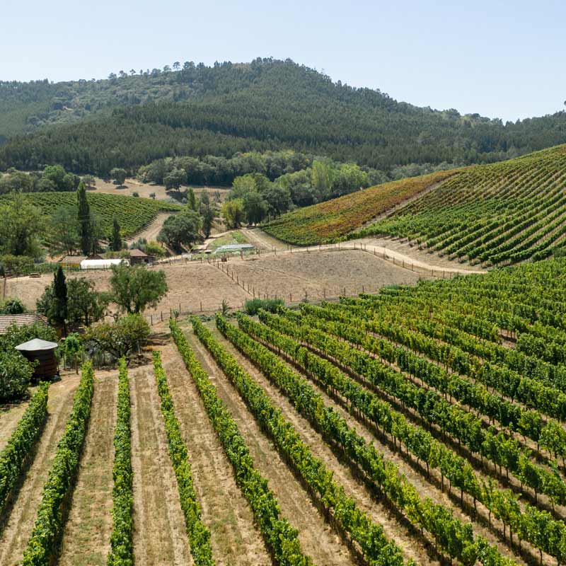 Vins du Château La Fleur d'Arthus Image