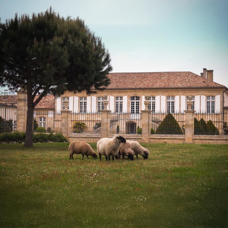 Vins du Château la Lagune Image