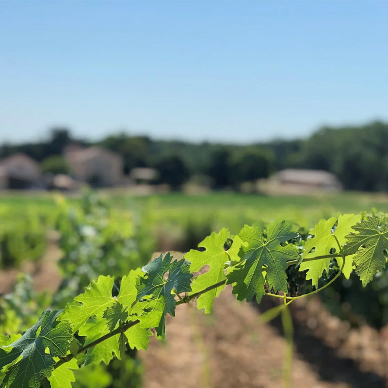 Vins du Château Lafoux Image