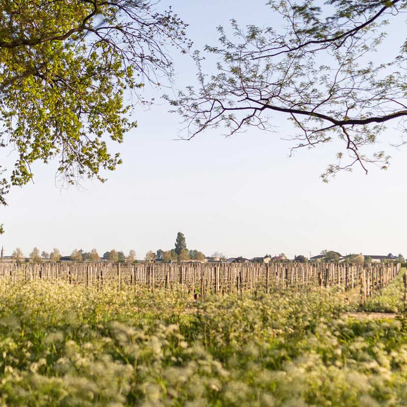 Vins du Château Les Cabannes Image