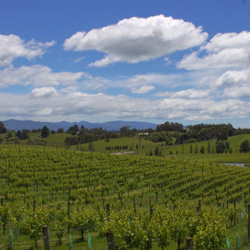 Vins du Château Lynsolence Image