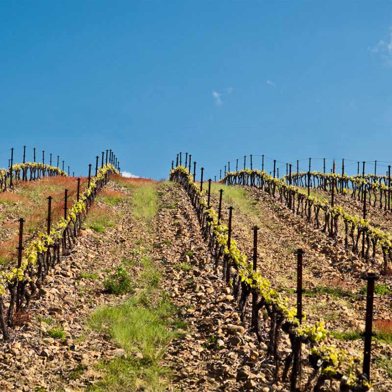 Vins du Clos Padulis Image