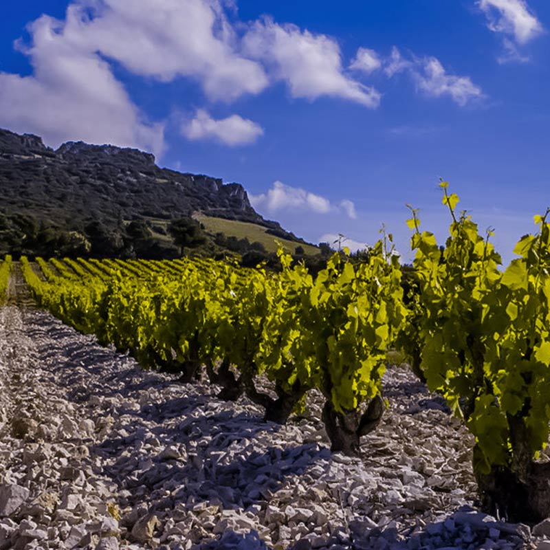 Vins du Domaine Le Clos des Cazaux Image