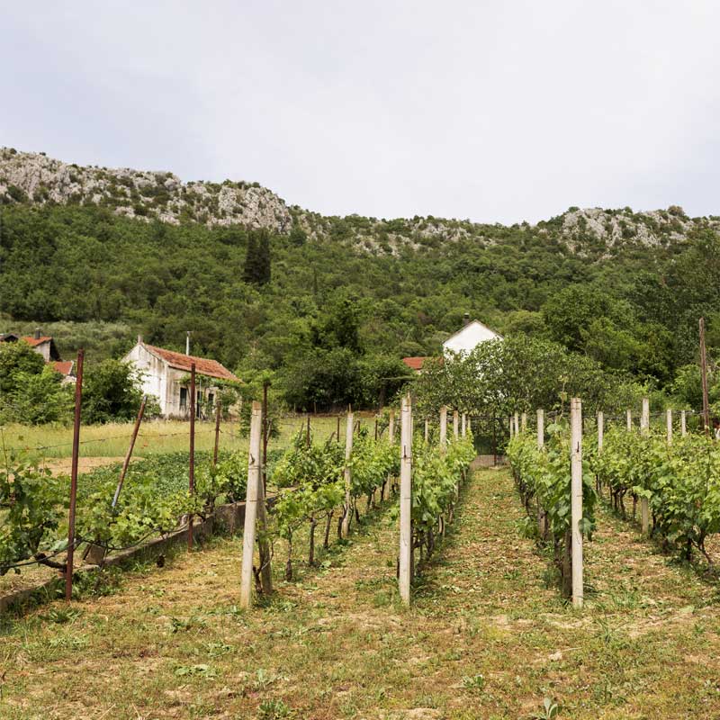 Vins du Domaine Cornu-Camus Image