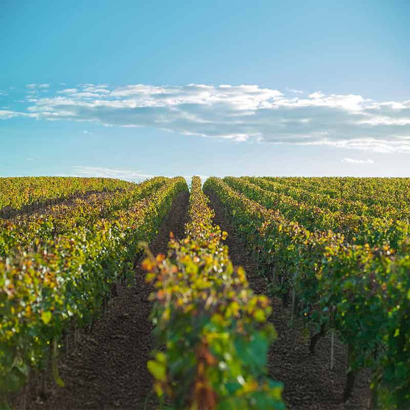 Vins du Domaine Coston Image