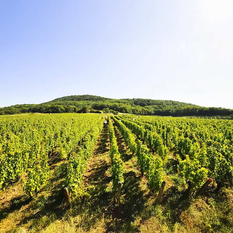 Vins du Domaine Dugois Image