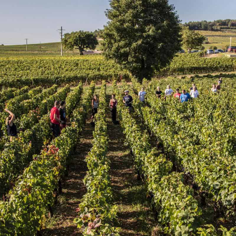 Vins du Domaine Felettig Image