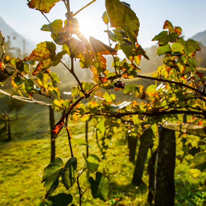 Vins du Domaine Gilles Bouton Image