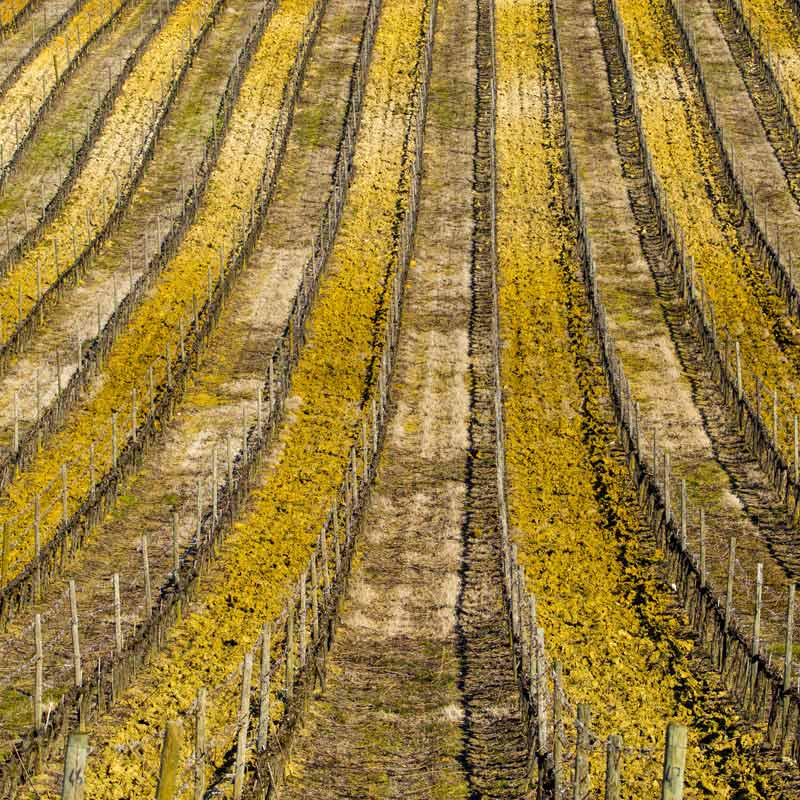 Vins du Domaine Laguerre Image