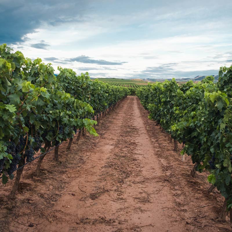 Vins du Domaine Mouton Image
