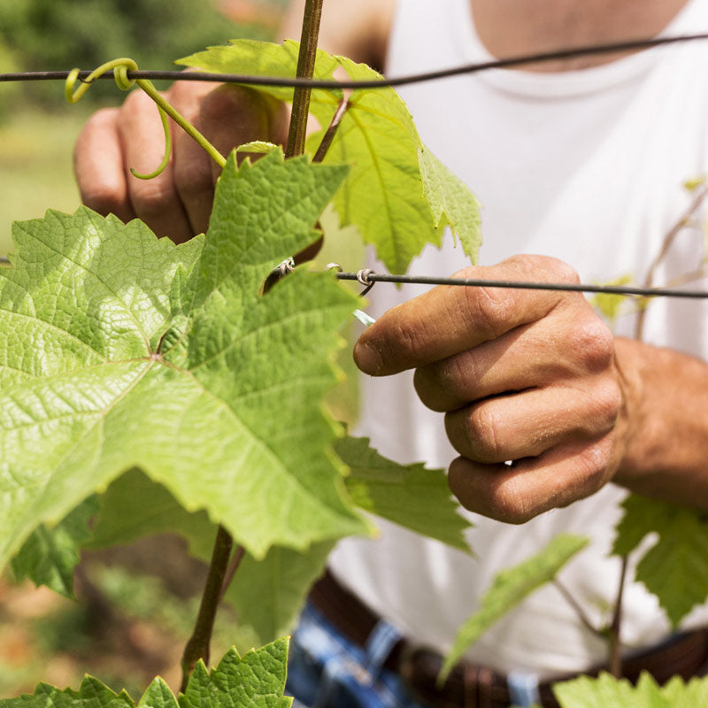 Vins du Domaine Seppi Landman Image