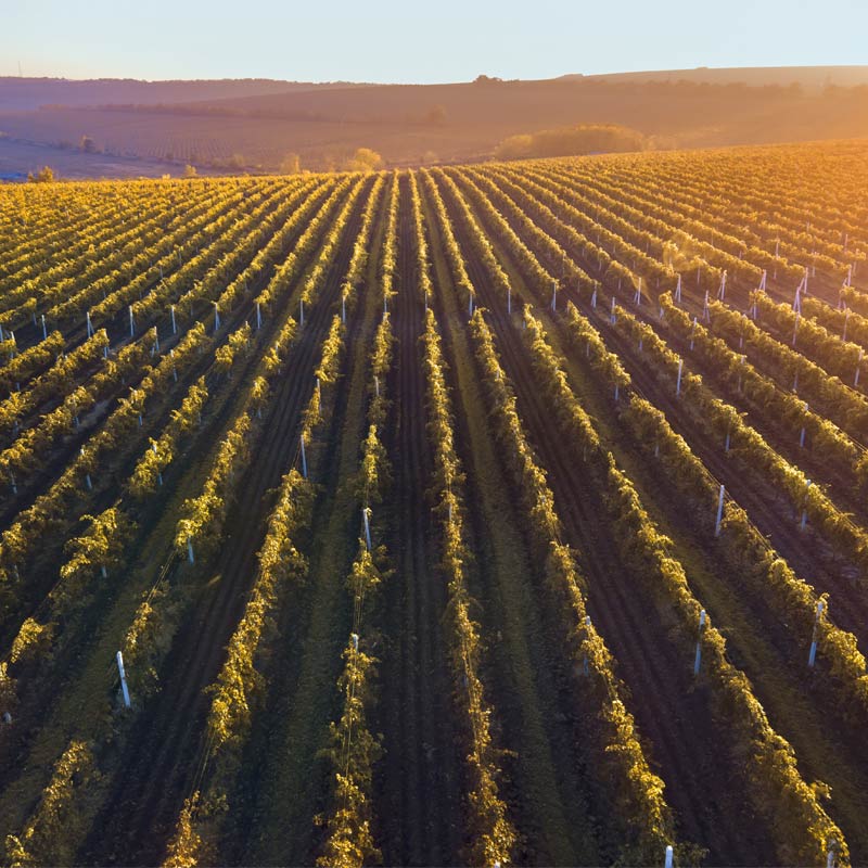 Vins du Domaine de Bellene Image