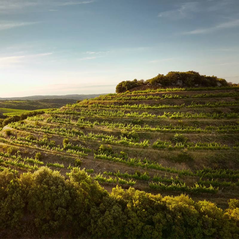 Vins du Domaine de Cébène Image