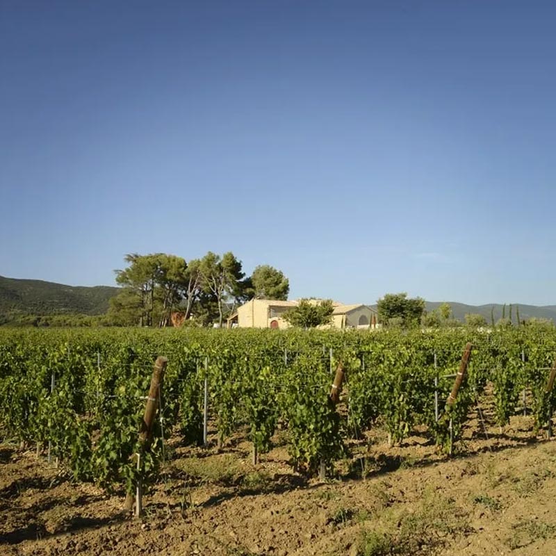 Vins du Domaine de MasLauris Image