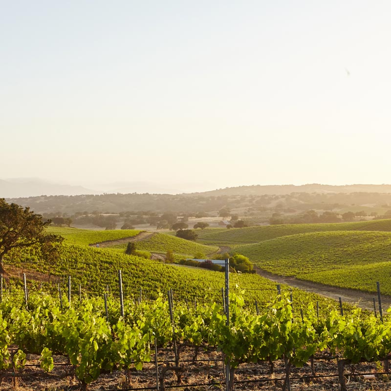 Vins de Jean Pierre Michel Image
