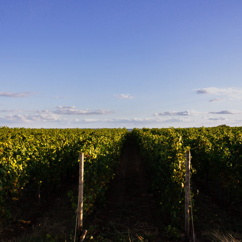 Vins de Loïc Mahé Image