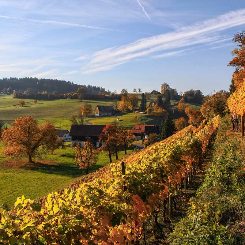 Vins du Mas Mudigliza Image