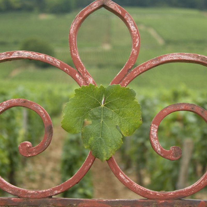 Vins de Saint-Brice Image