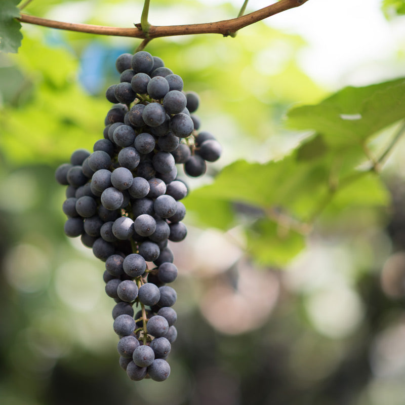 Vins des Vignoble Dampt-Dupas Image