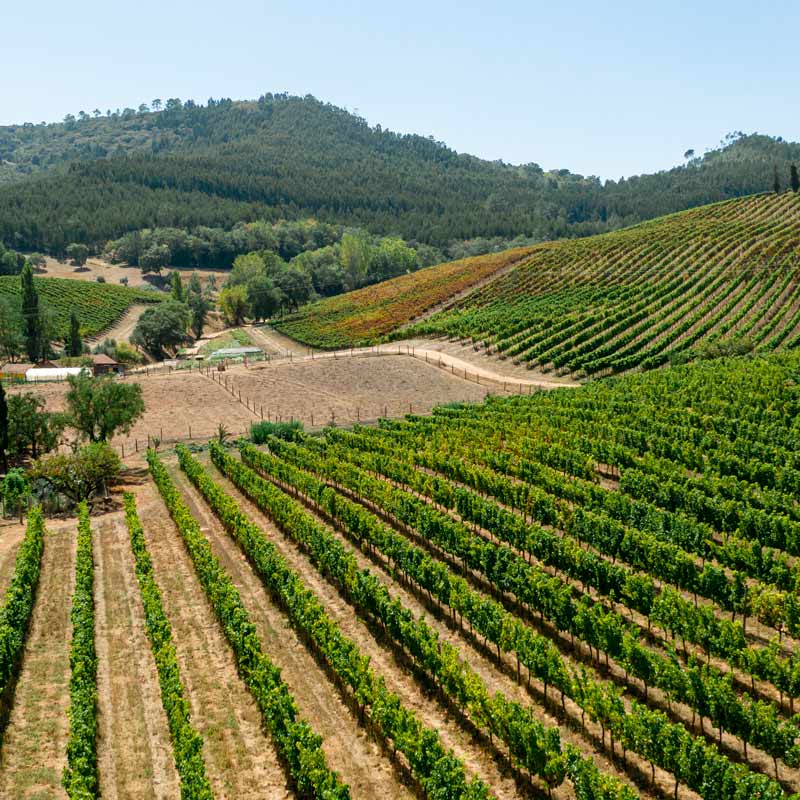 Vins du Beaujolais Image