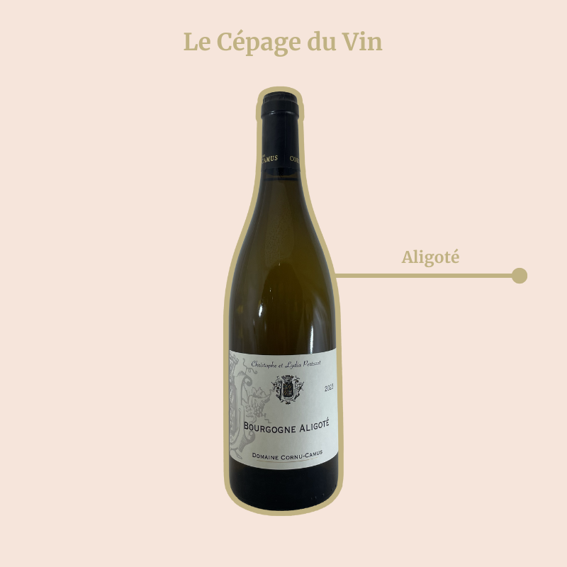 Bourgogne Aligoté Domaine Cornu Cépage