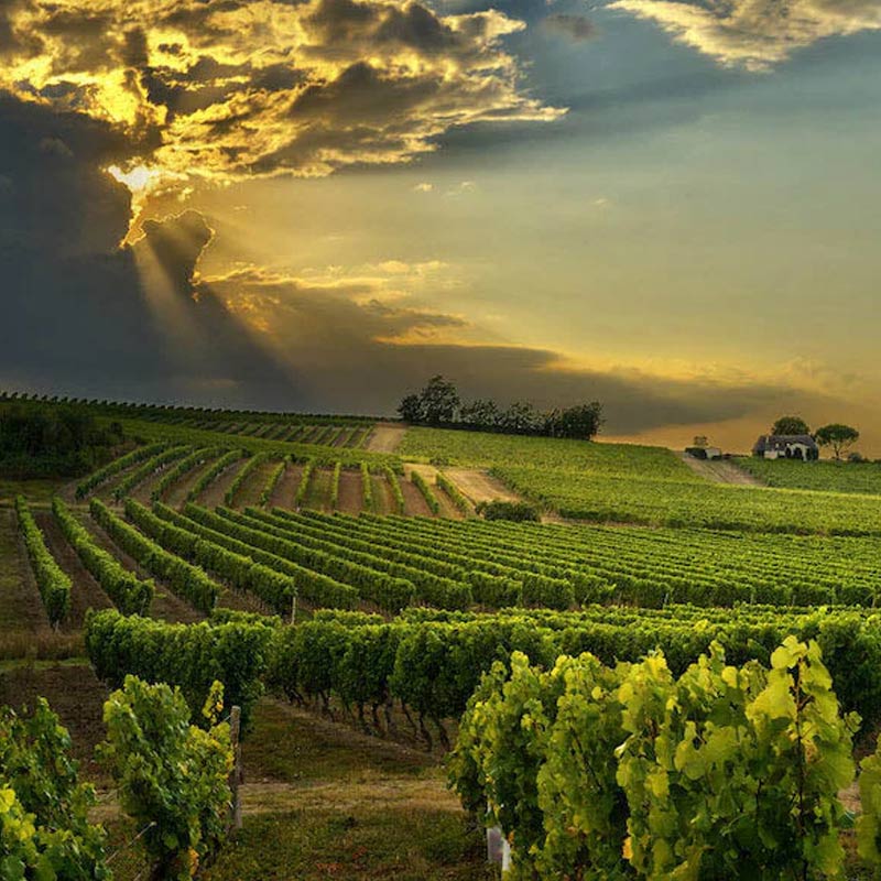 Château Trébiac produit Image