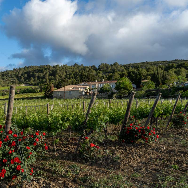 Domaine La Rouviole Coup du Berger domaine Image