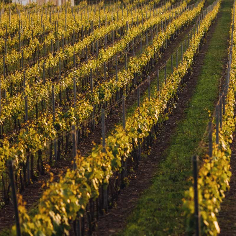 Domaine Montageron produit Image