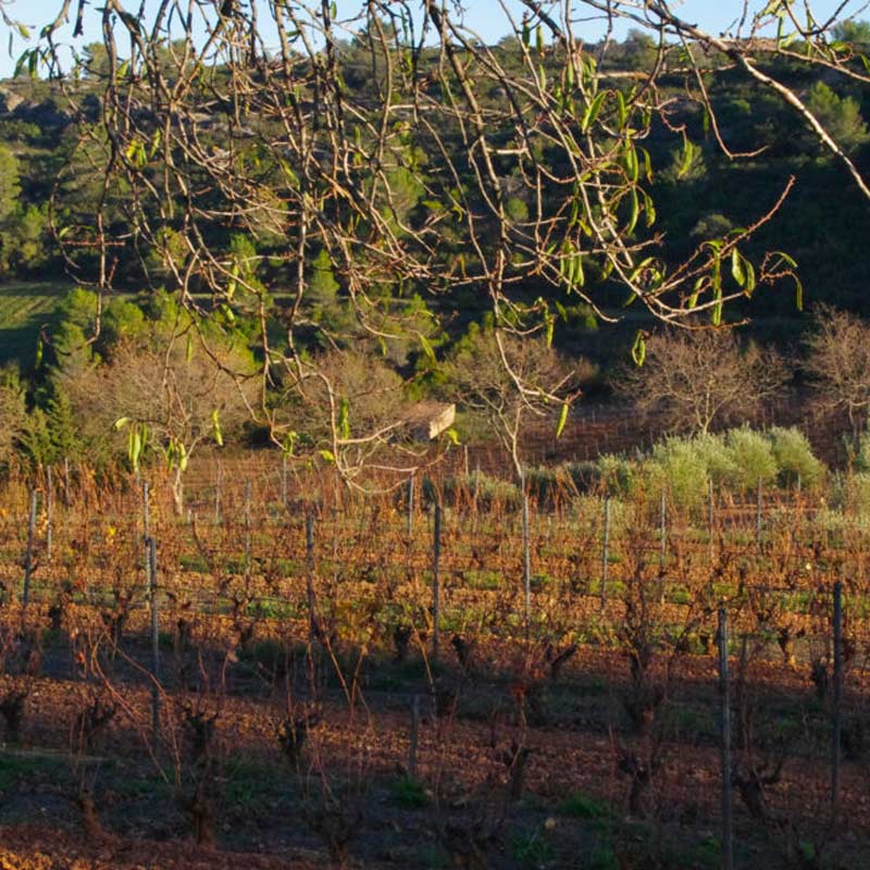 Mas Champart produit Image